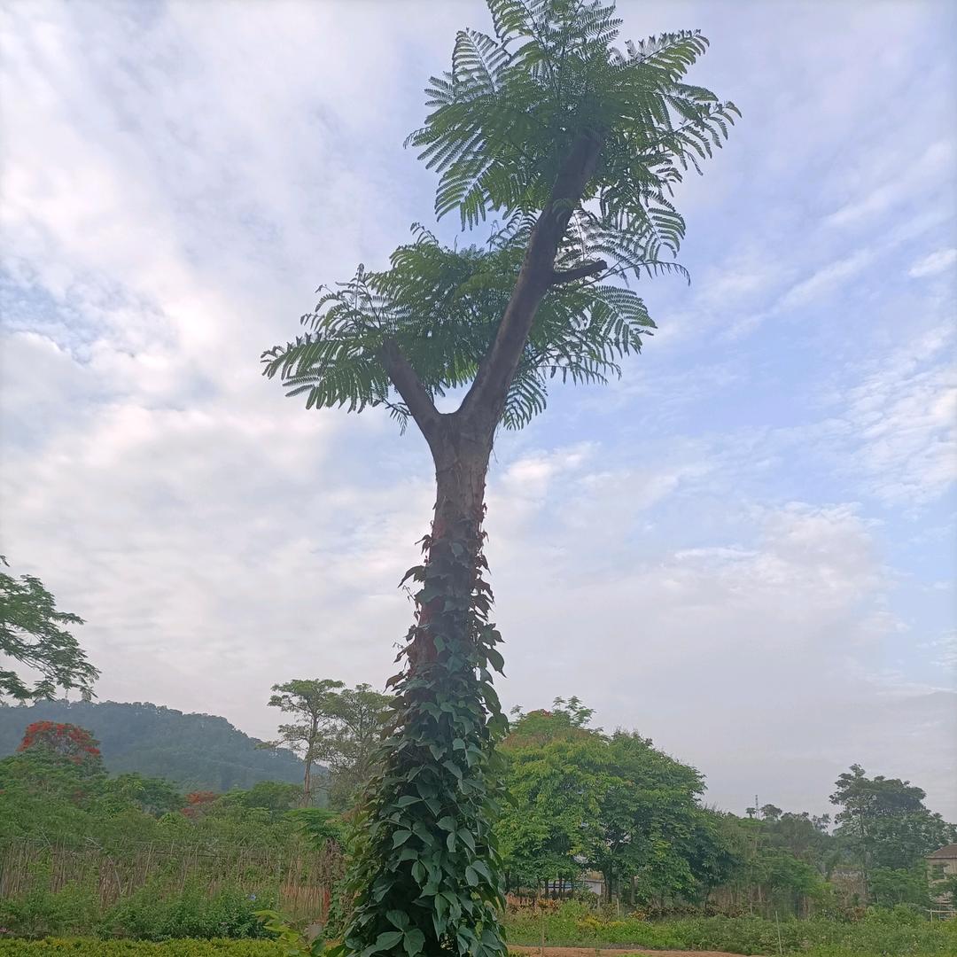 喜欢活动爱跳舞的老阿姨🌺