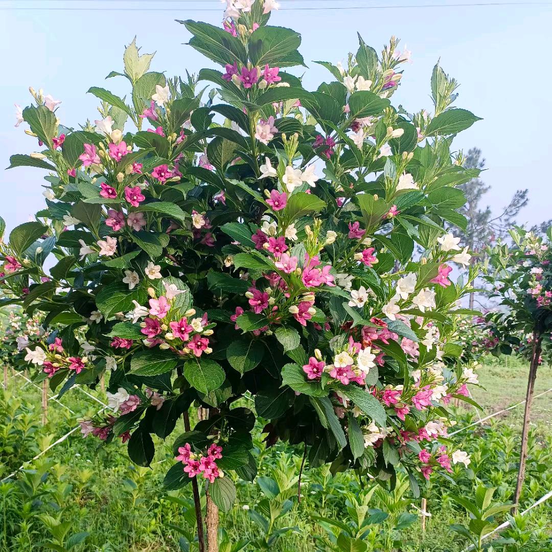 百花园花卉盆景