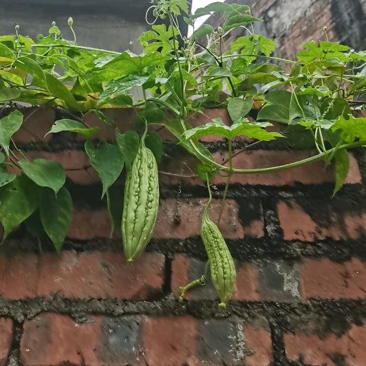 梁秀丽（莲子）