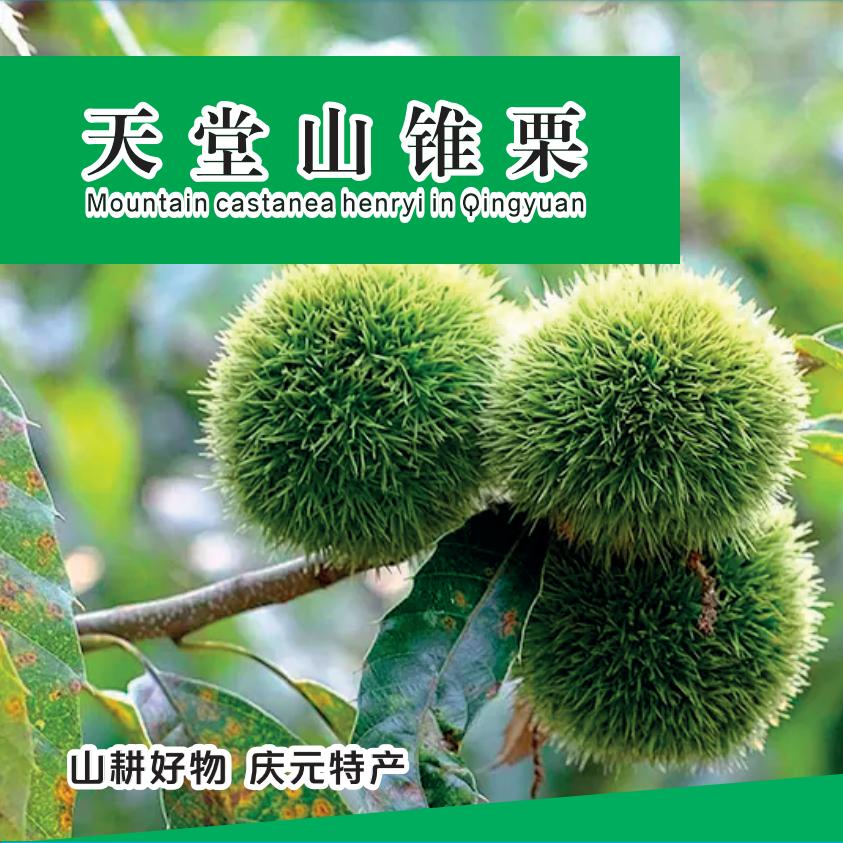 浙江省最大的锥栗生产基地