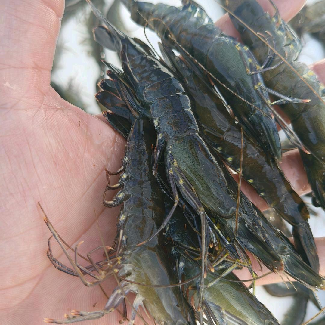 甲子虾米虾干加工源头厂家