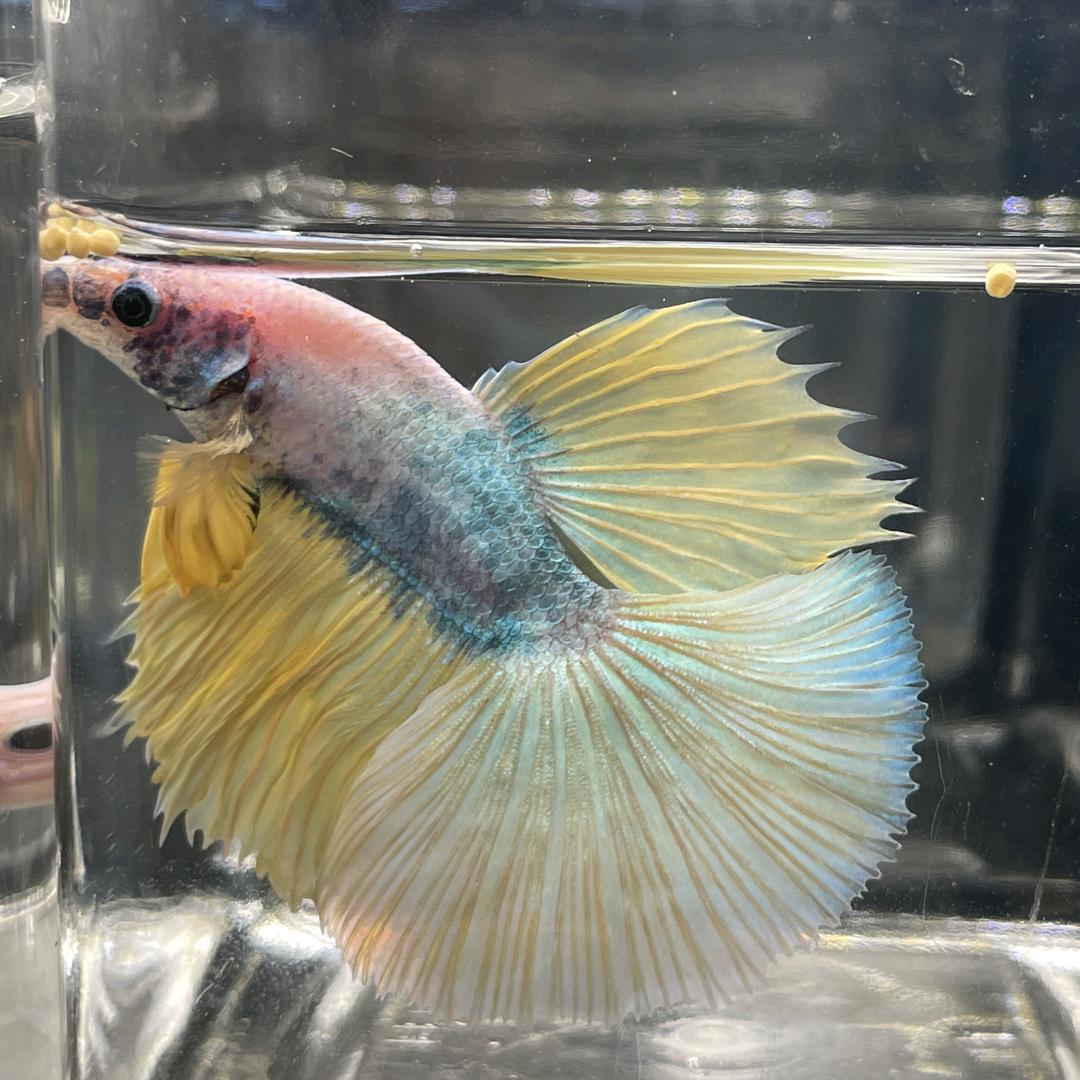 🐬的水族馆(批发)