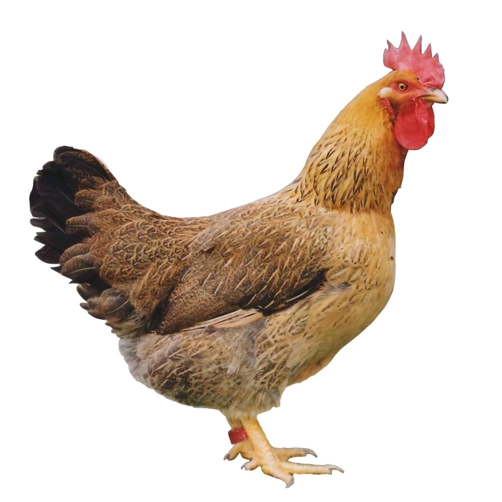 🐔