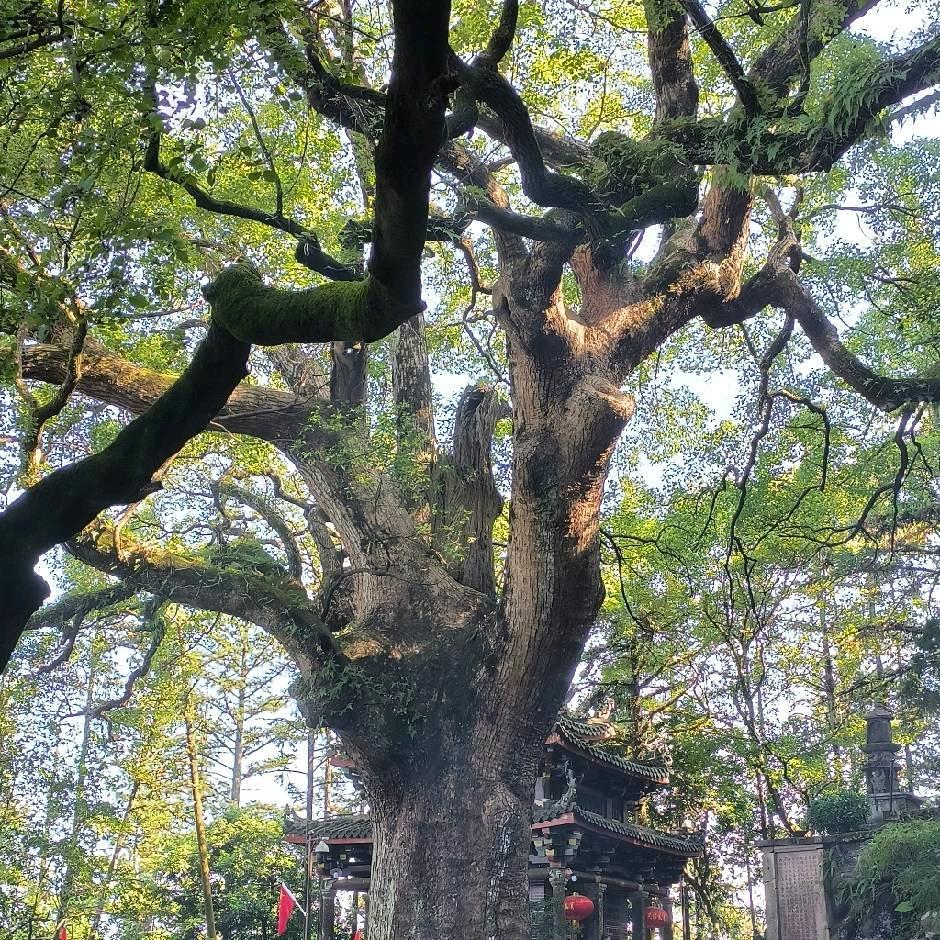 连板