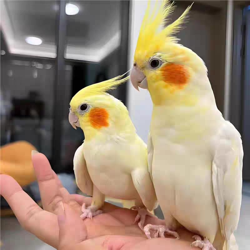 金顶工坊