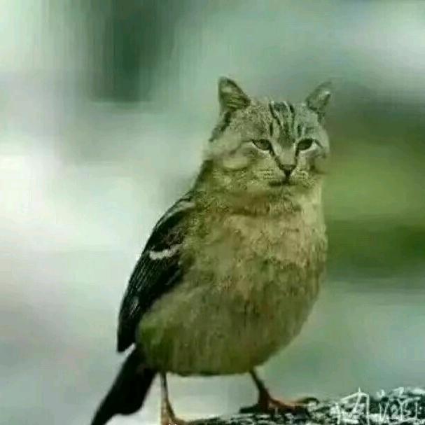 补药抢我深蹲架