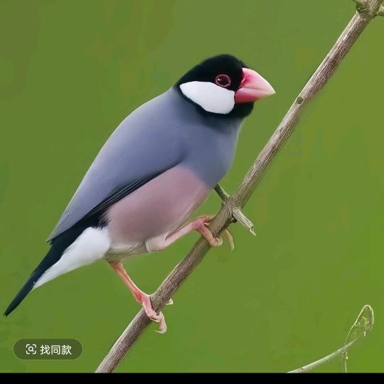 快乐春天
