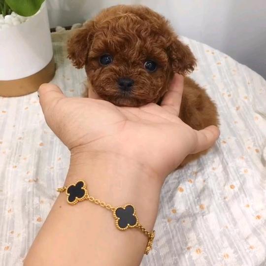 宠品惠~嘟嘟宠物狗