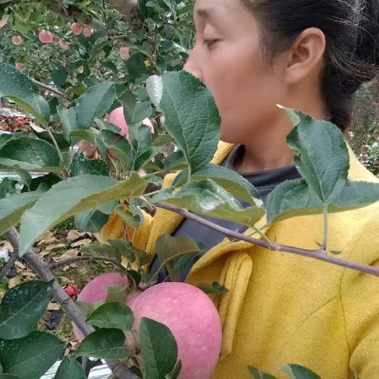 洛川青春🍎果缘