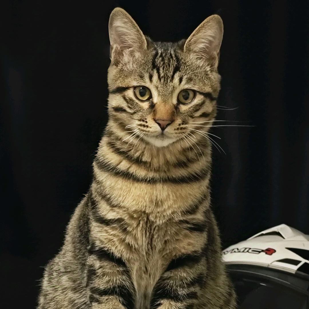 打工赚钱养小猫