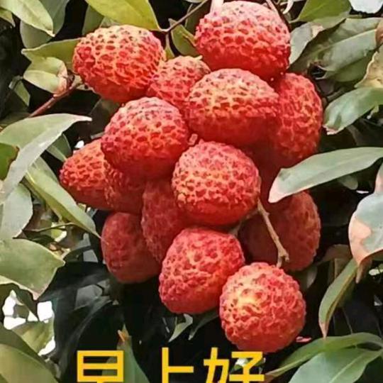 醉仙