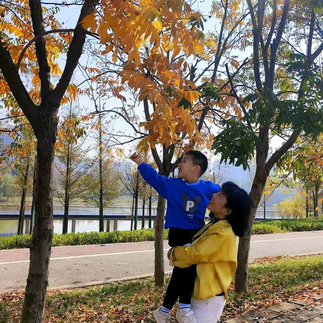 🌴万朵秋天的菊花