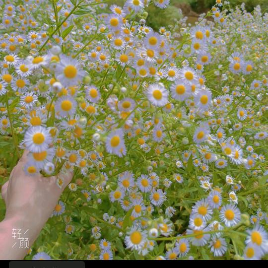 👨‍👩‍👦🌸