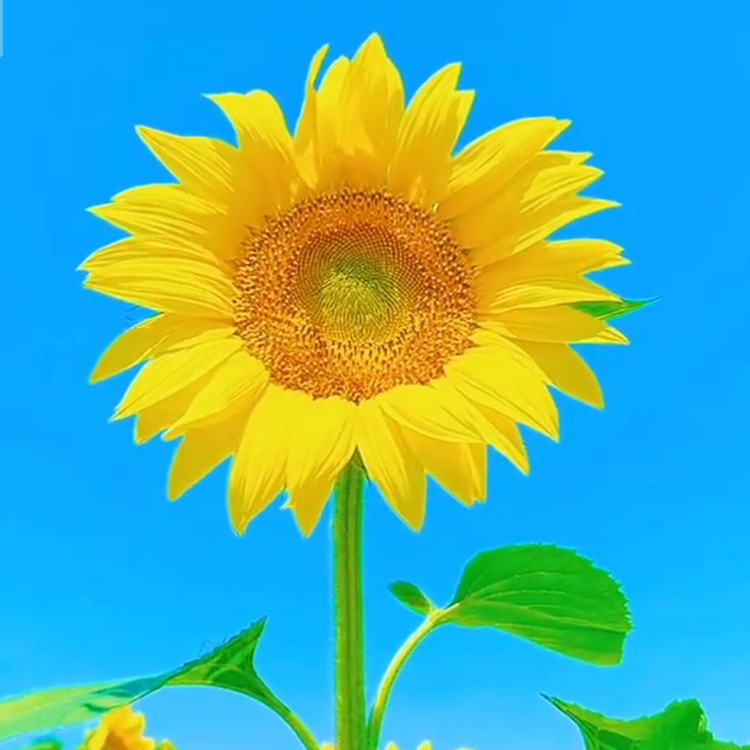 @飞扬 ⑥⑥⑥🌻🌻🌻