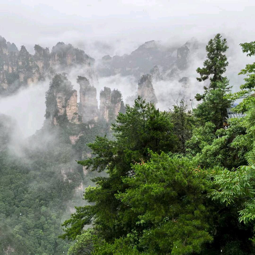 银红情愫
