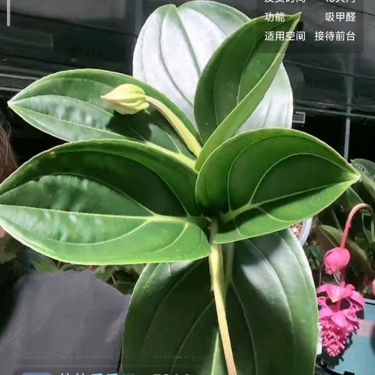 萍萍