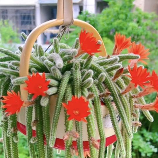 平安是福🌷🌷🌲🌲🌹🌹🌹