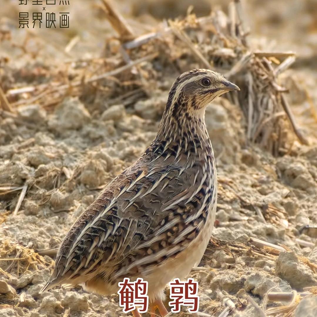 俩皮夹克