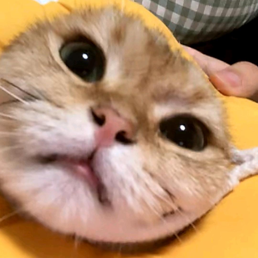 密猴逃