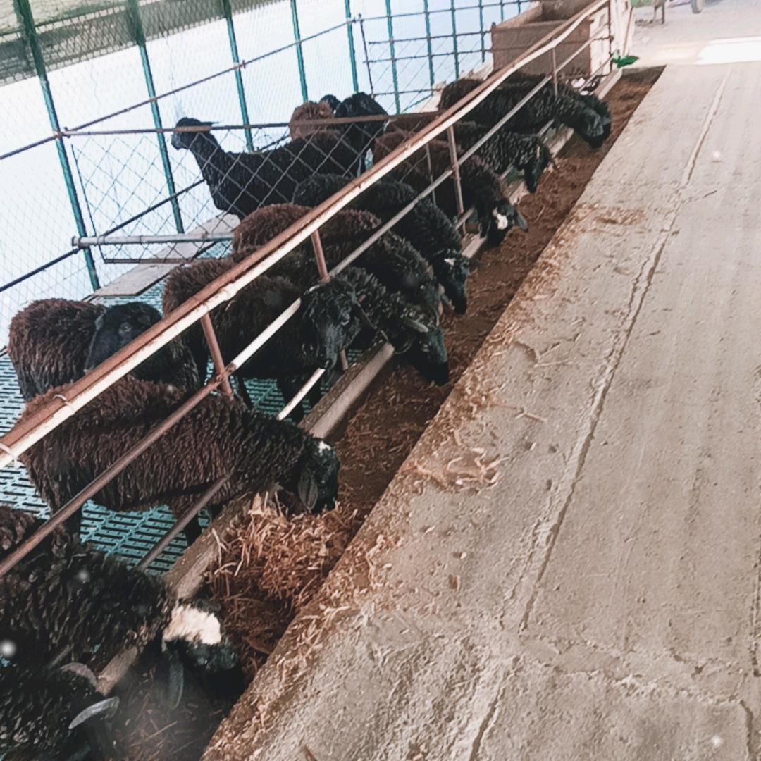 宁陵县乌骨羊繁殖场