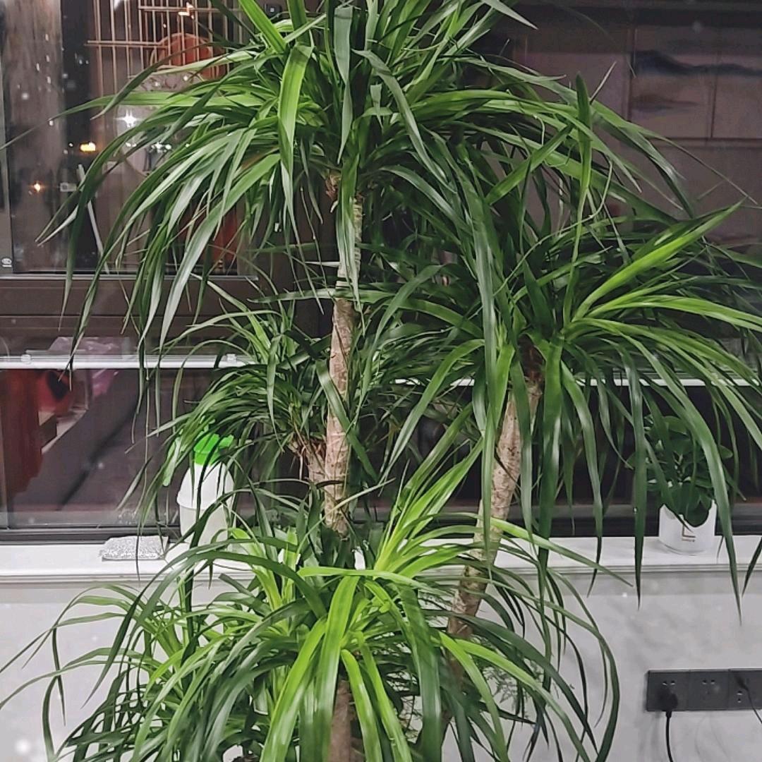 陈正东