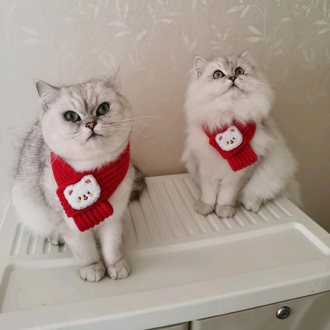 丁丁🐈