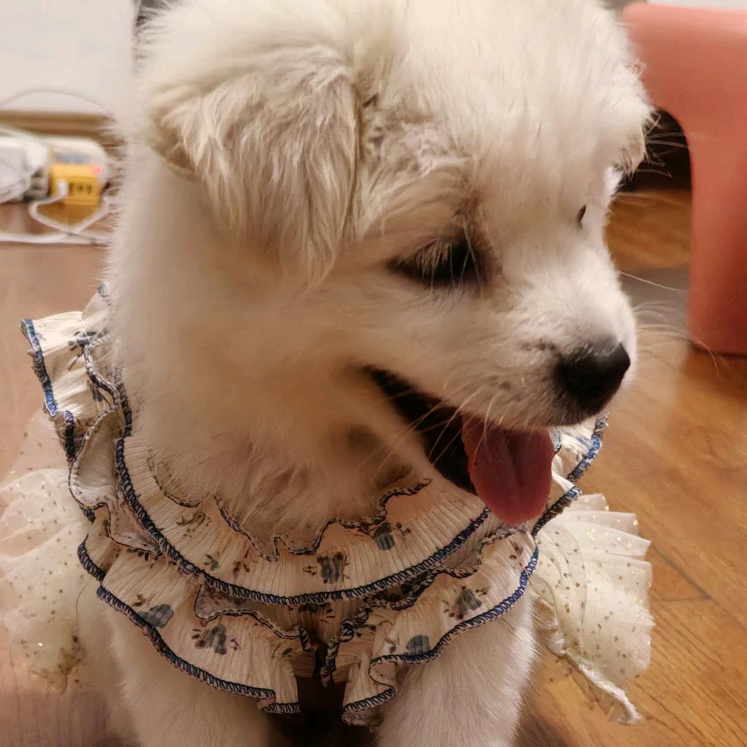 大叶芷