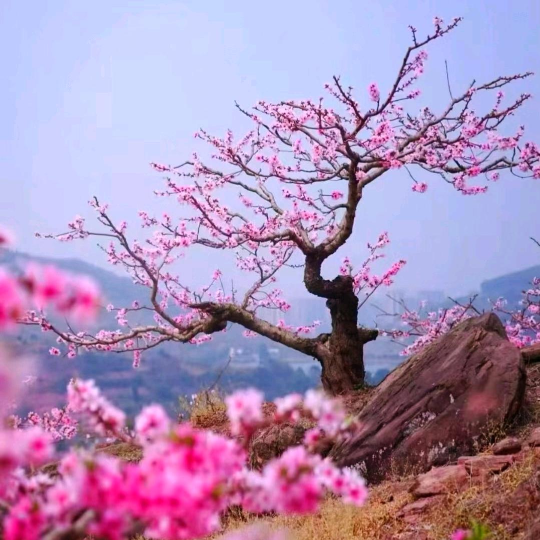 AAA花儿
