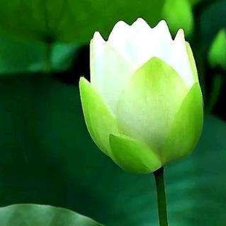 菩提青莲