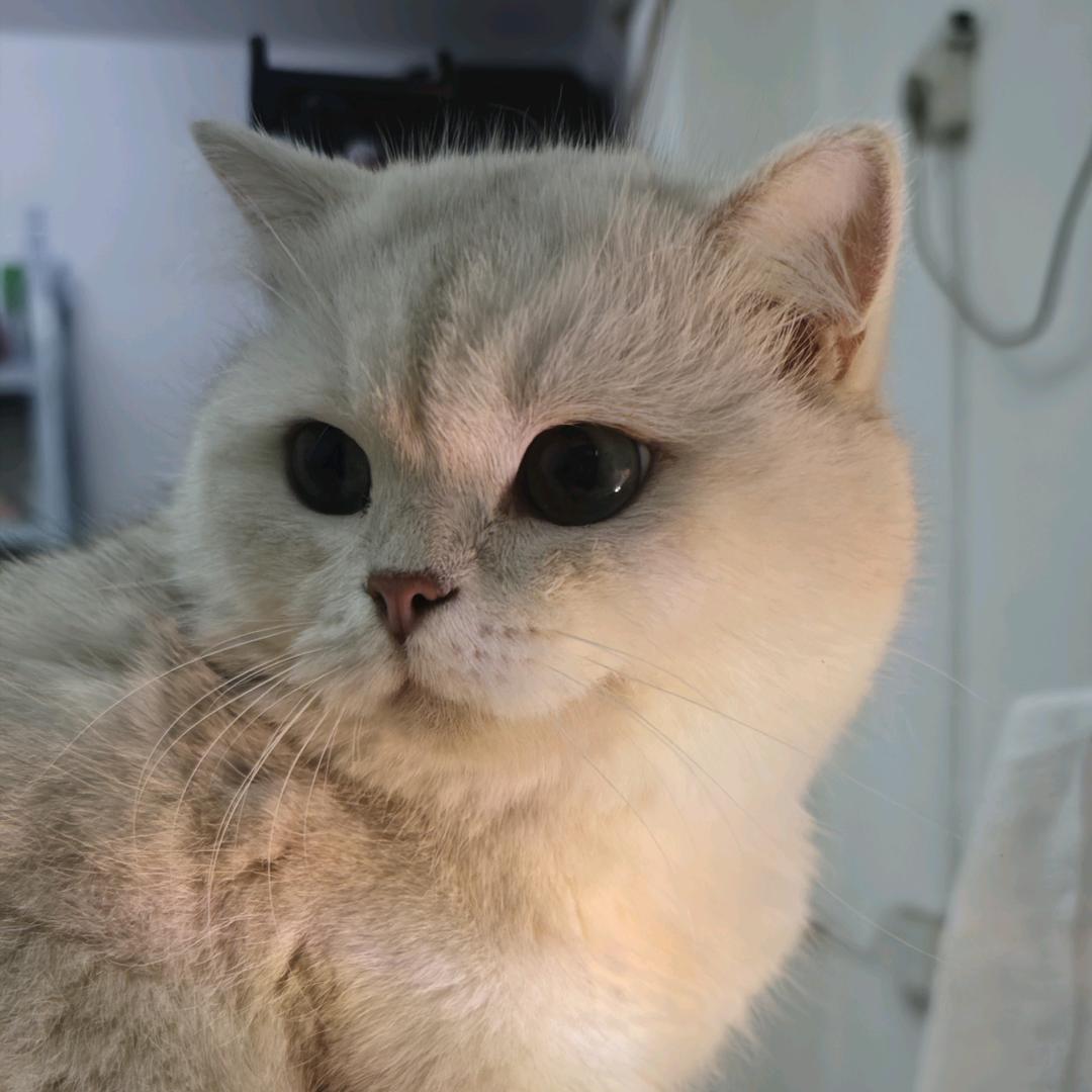 橘子