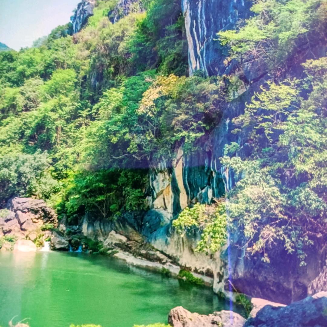 坦荡的葡萄SZT头像