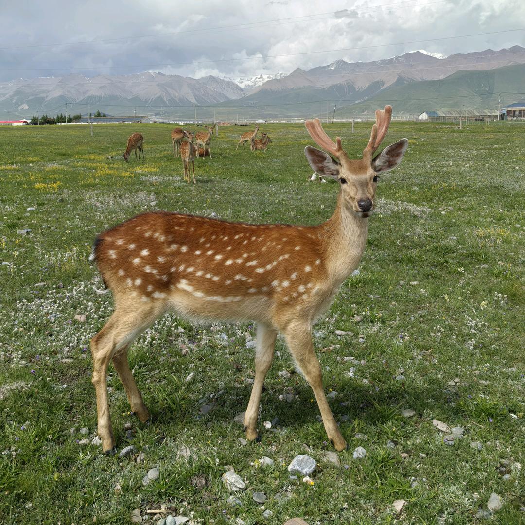 门源浩门宝鹿特产直销店