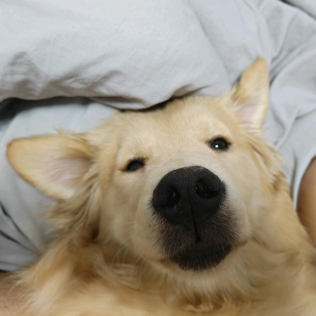疯狂大犀牛