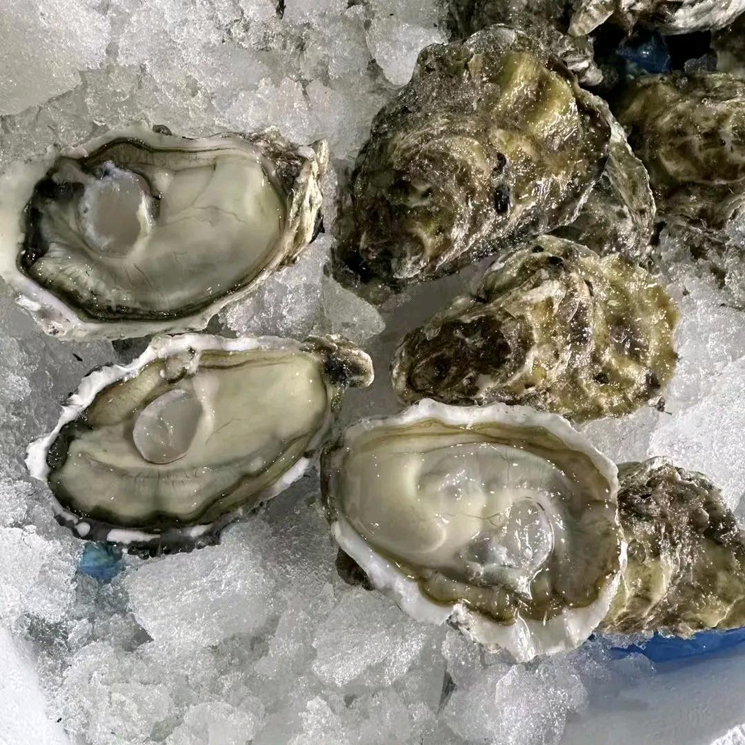 福建生蚝一手批发