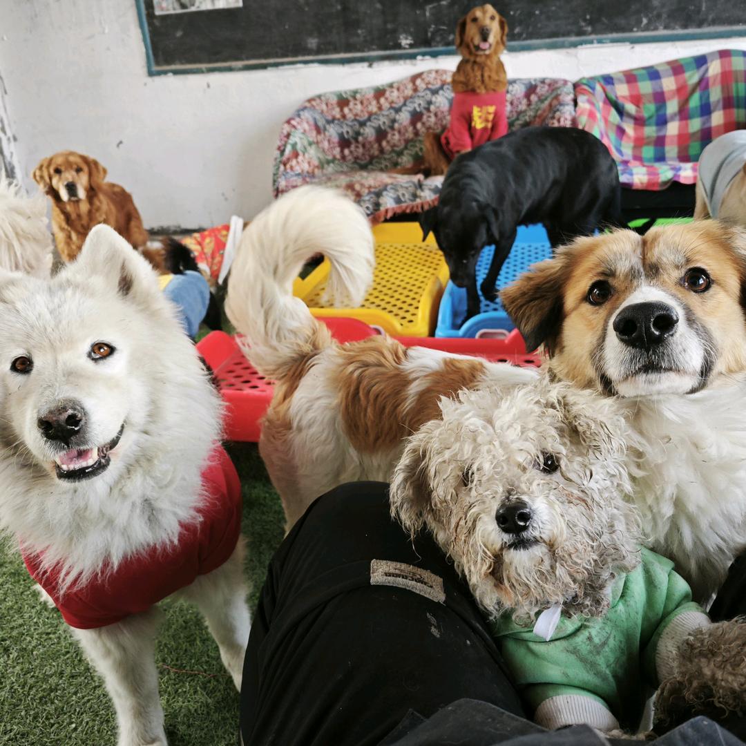 狗狗深夜食堂服（副总）