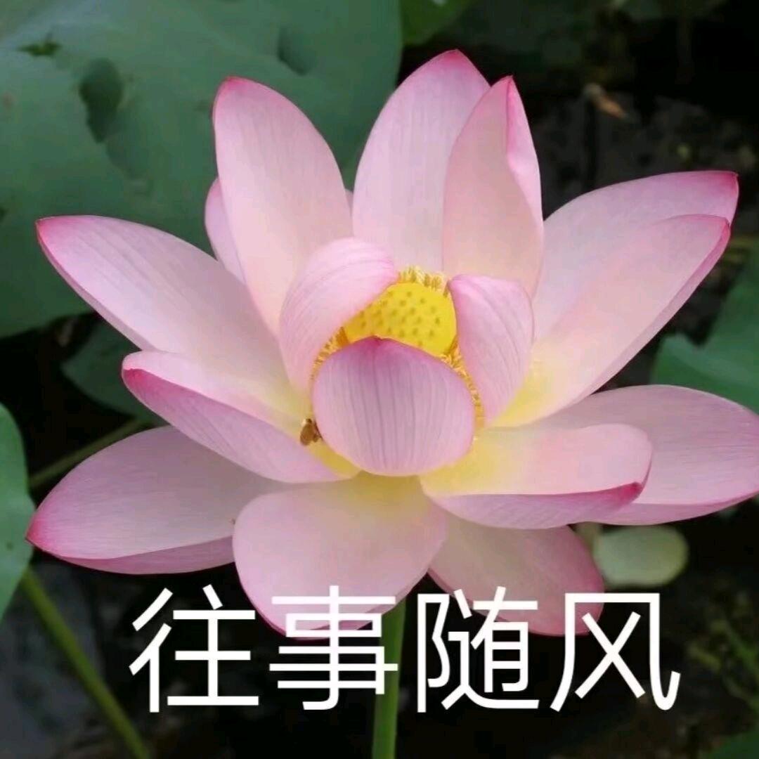 不抽香烟(丁真版)