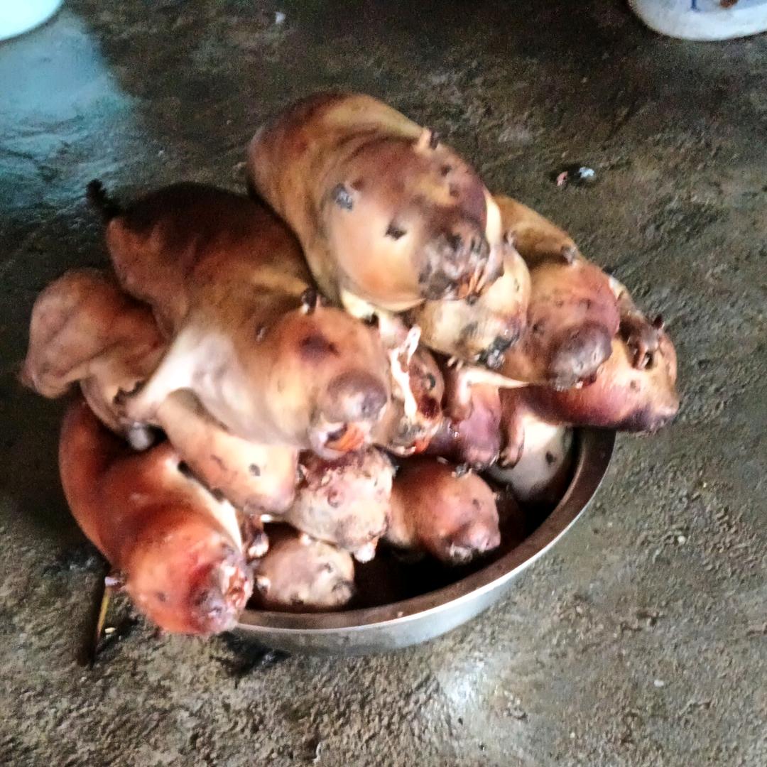 兰姐竹鼠养殖