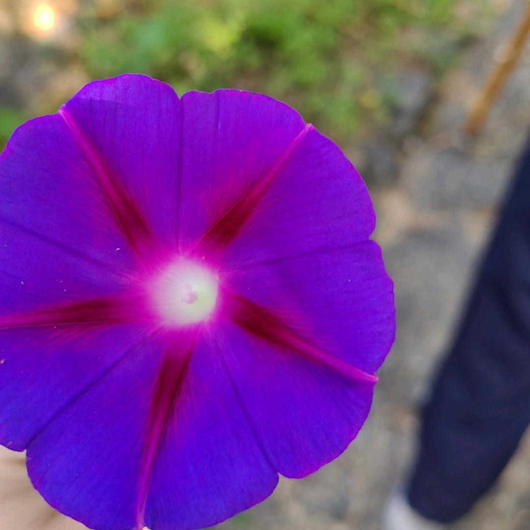 花🌸