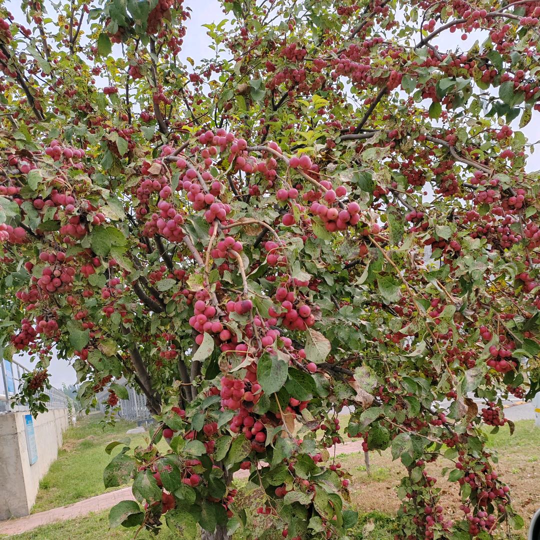 有你好幸福