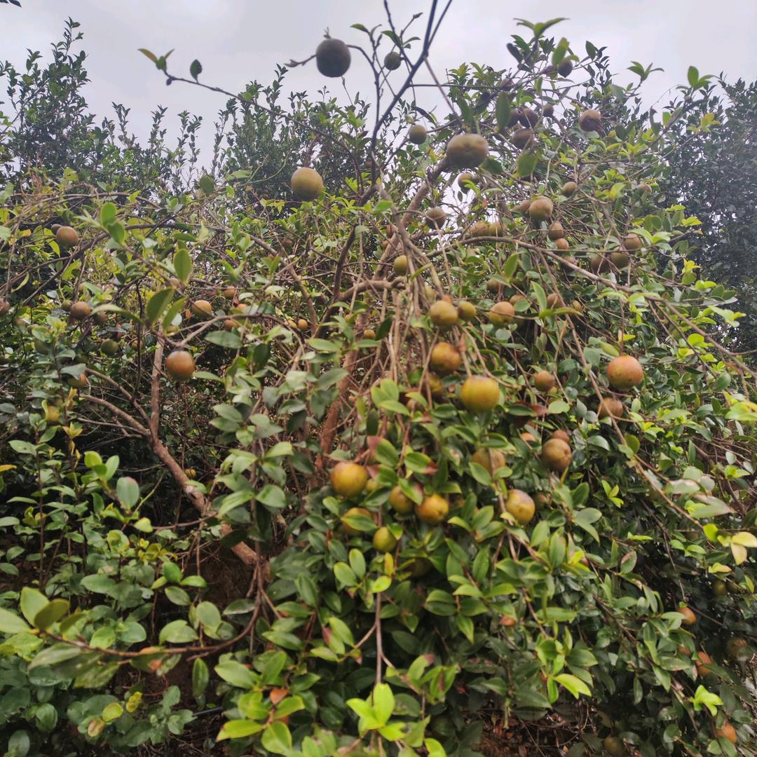 笔架山茶油坊