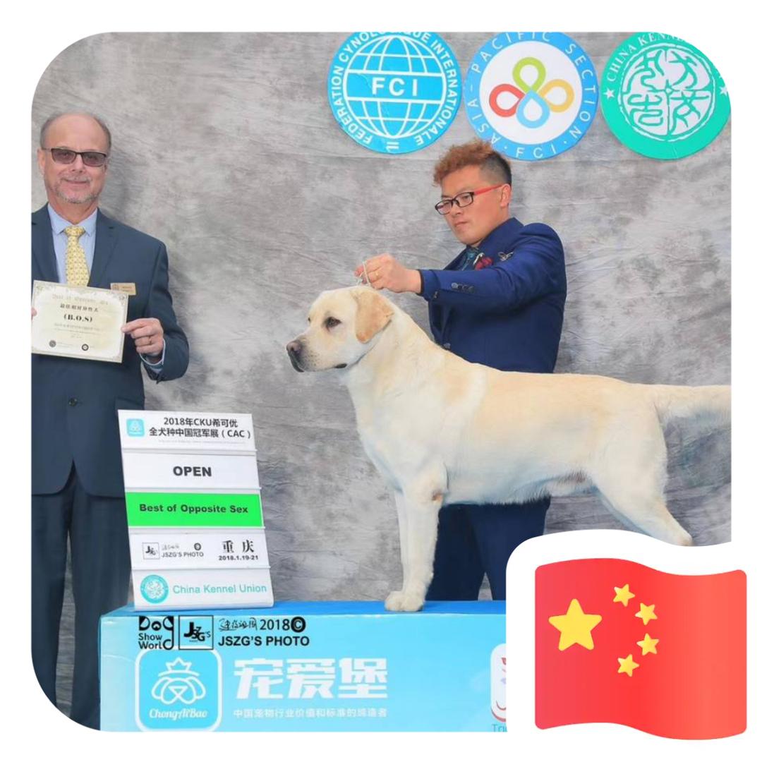 油卡拉布拉多犬舍