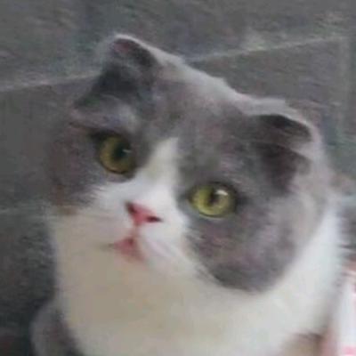 蓝芝麻汤圆😺