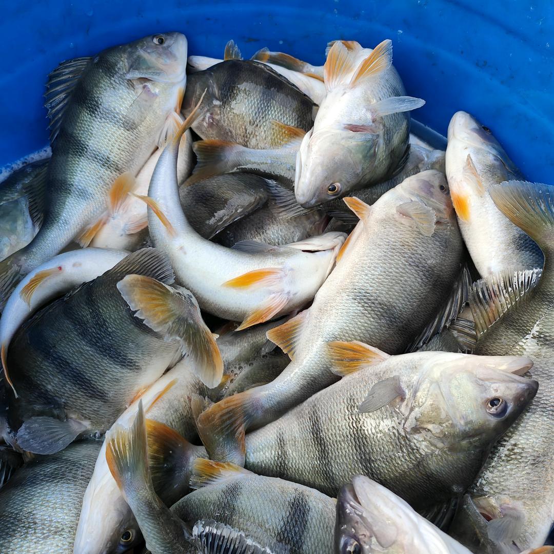 筱路-五道黑（河鲈）加州鲈养殖及幼苗培育