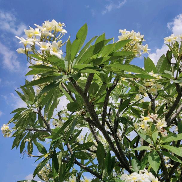 一只小乖豆(进阶版)