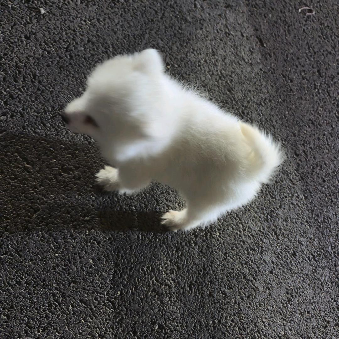 译译译译（无畏契约）