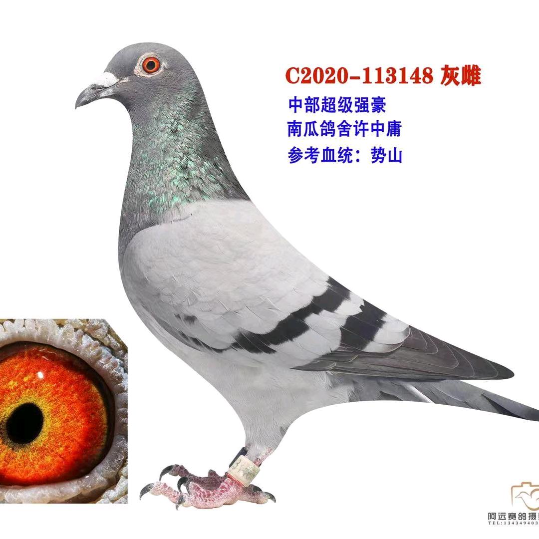 新安鸽舍