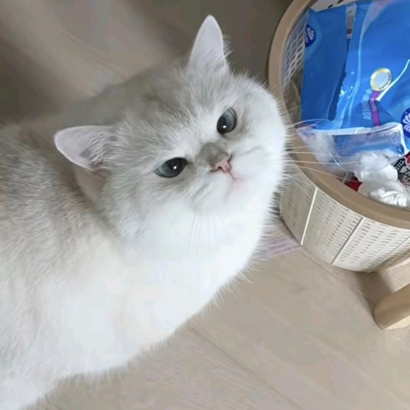 瑜玄参