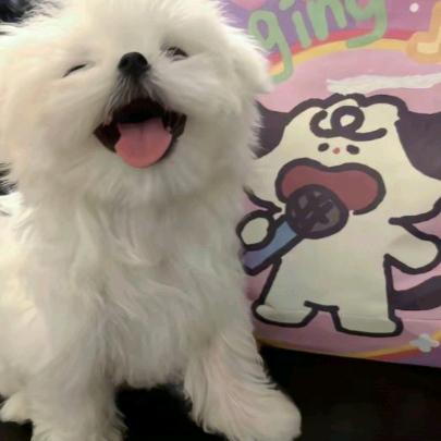 与春再唱情歌