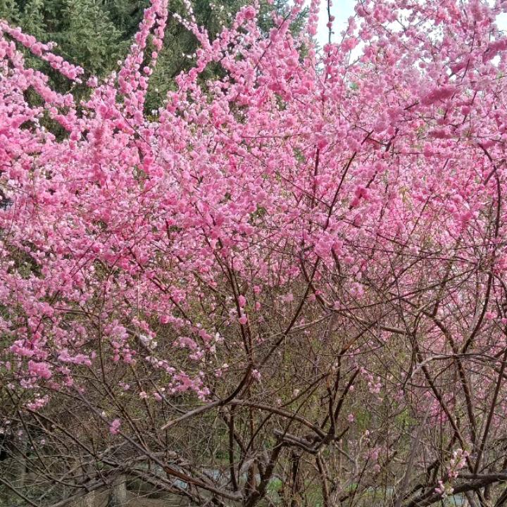木兰花开了