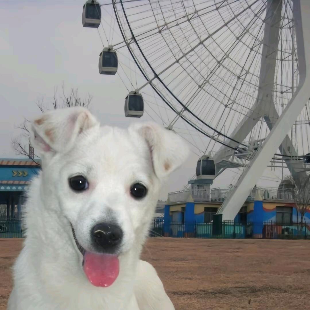 doge